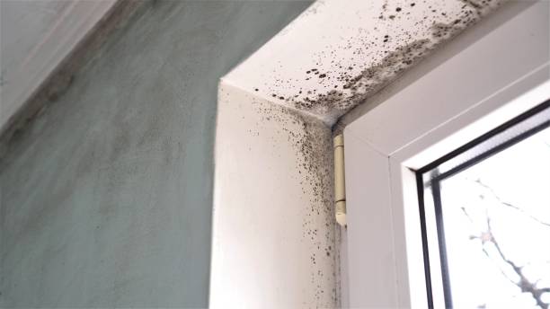 Best Residential Mold Remediation in Cattaraugus, NY