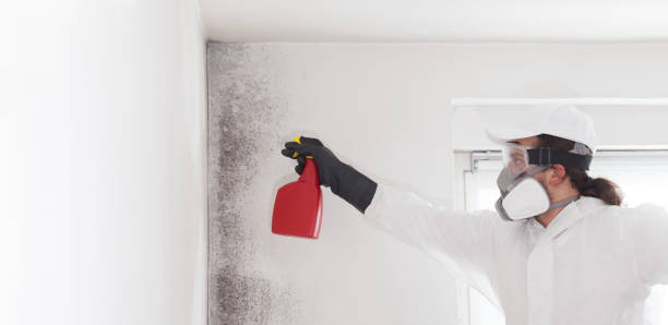 Best DIY Mold Remediation Support Services in Cattaraugus, NY