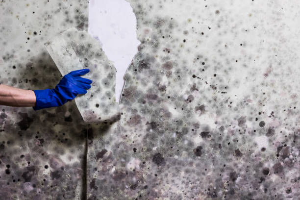 Best HVAC Mold Remediation in Cattaraugus, NY